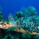 本べっ甲メガネの取り扱い注意点、修理について