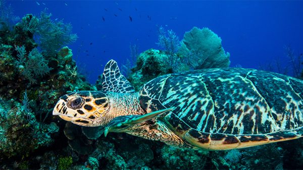 本べっ甲メガネの取り扱い注意点、修理について