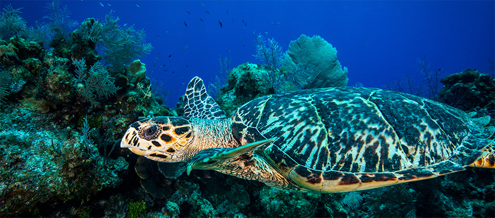 タイマイ 本べっ甲の素材