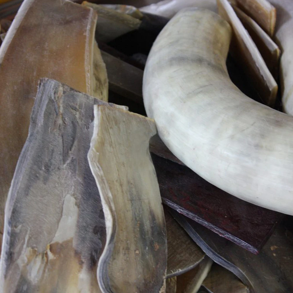 バッファローホーンのイメージ画像